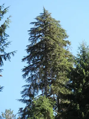Western Hemlock