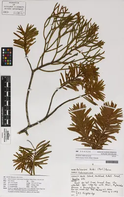 Halocarpus kirkii