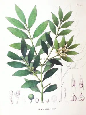 Asian bayberry