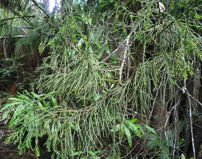 Silver Pine