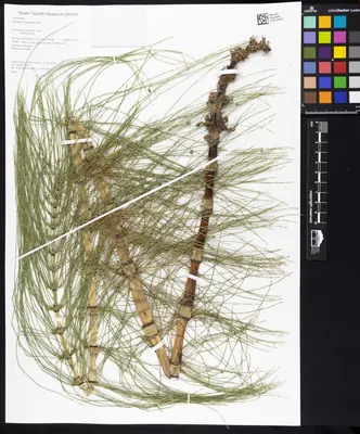 Great Horsetail