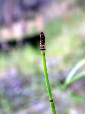 Smooth horsetail