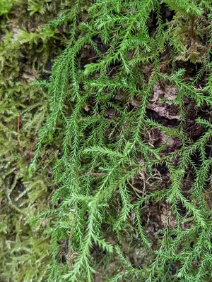 Festoon spikemoss