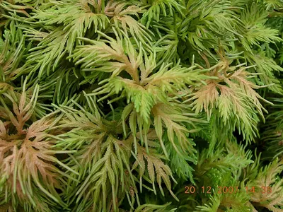 Northern selaginella