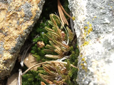 Watson's spikemoss
