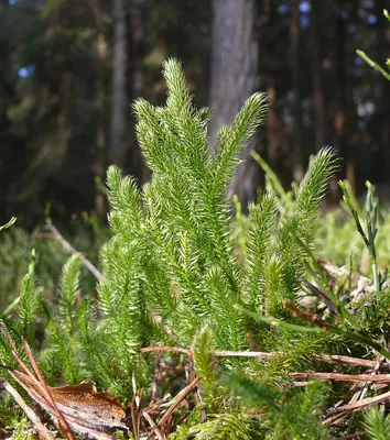 Stag's-horn Clubmoss