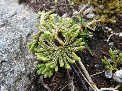 Alpine clubmoss