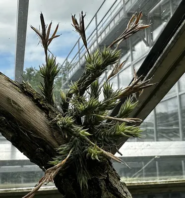 Tillandsia tricholepis