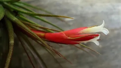 Narrowleaf airplant