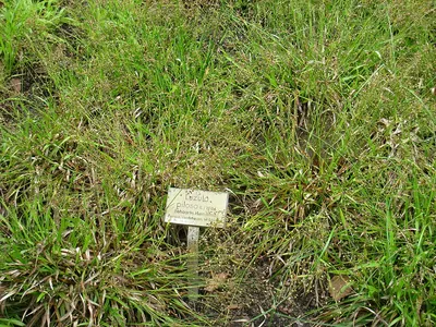 Hairy woodrush