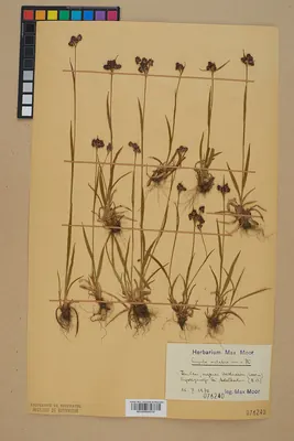Luzula sudetica
