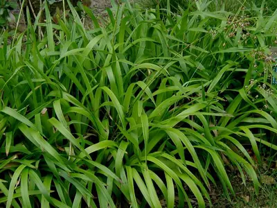 Great woodrush