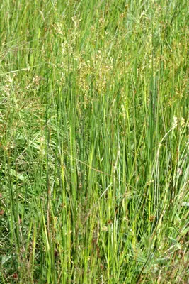 Sharpflower rush