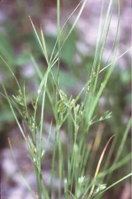 Slender rush