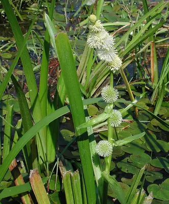 European bur-reed