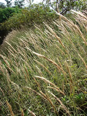 Molassesgrass