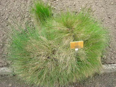Matgrass