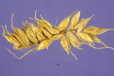 Hippo grass