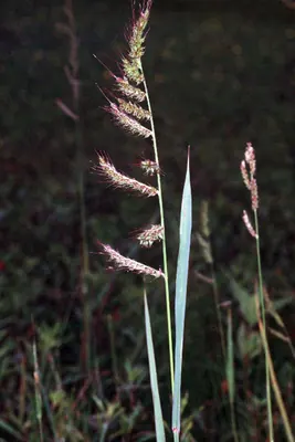 Cockspur