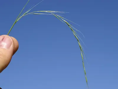 Microlaena stipoides