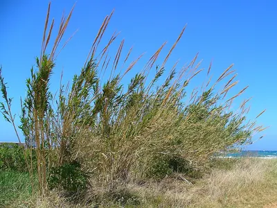 Giant Reed