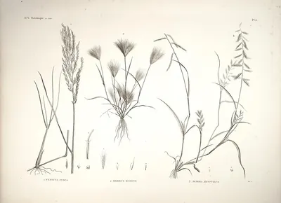 Viper grass