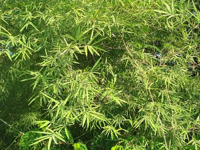 Male bamboo