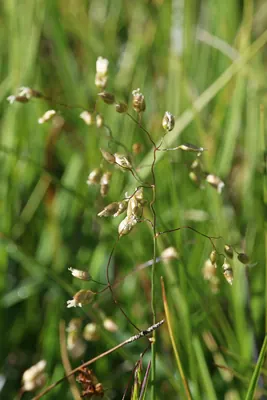 Anthoxanthum nitens
