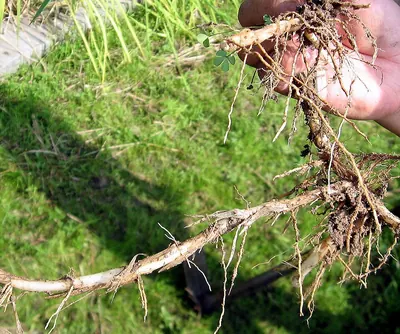 Longstamen rice