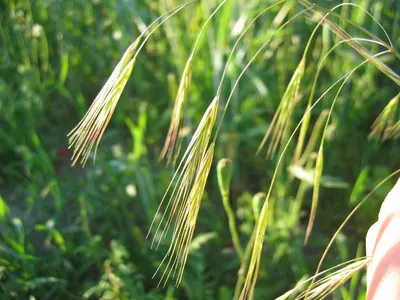 Poverty brome