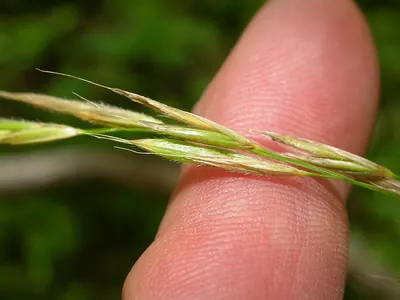 Fringed brome