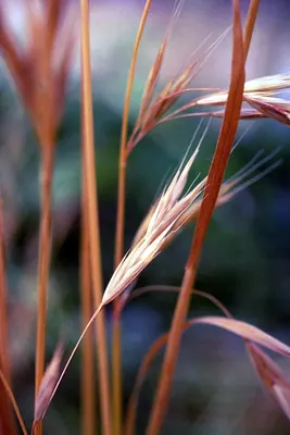 California brome
