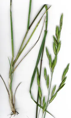 Rescuegrass