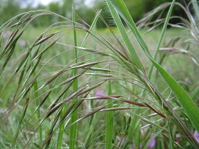 Drooping Brome