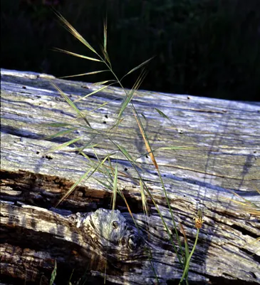 Ripgut brome