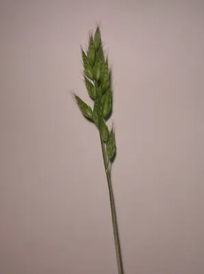 Bromus commutatus