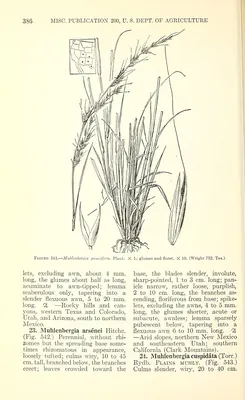 New Mexico muhly