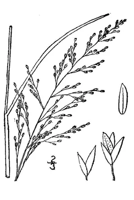 New Jersey muhly