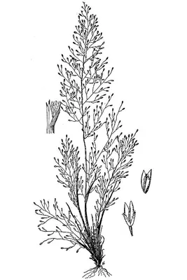 Annual muhly