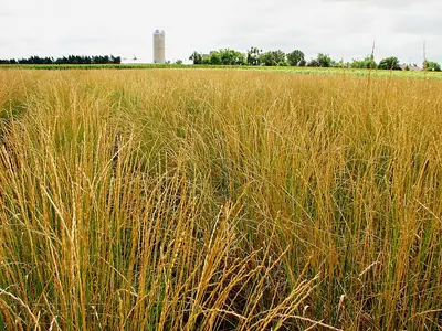 Intermediate wheatgrass