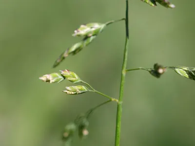Annual Meadow Grass