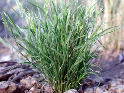 Common Mediterranean grass