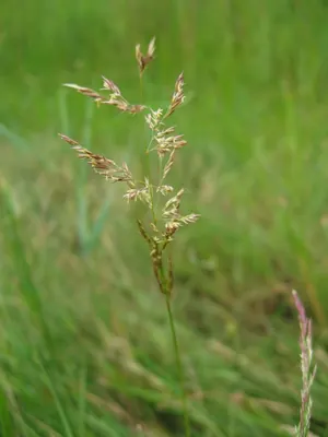 Weeping alkaligrass