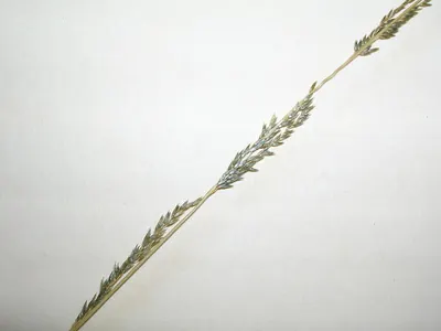 Elongate dropseed