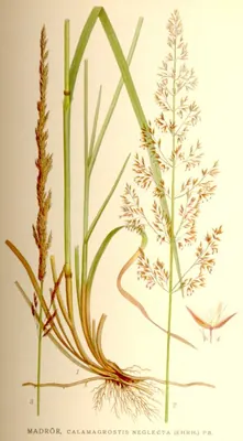 Narrow small-reed