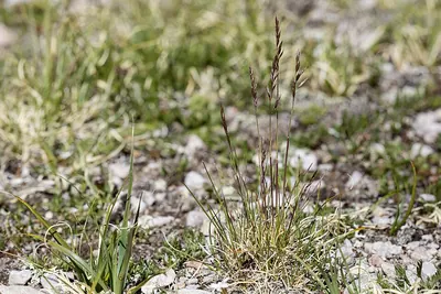 Alpine fescue