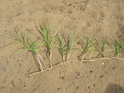Torpedo grass