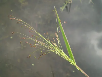Chaff panicgrass