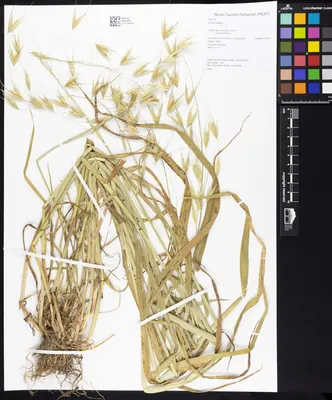 Animated oat