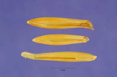 Slender Oat